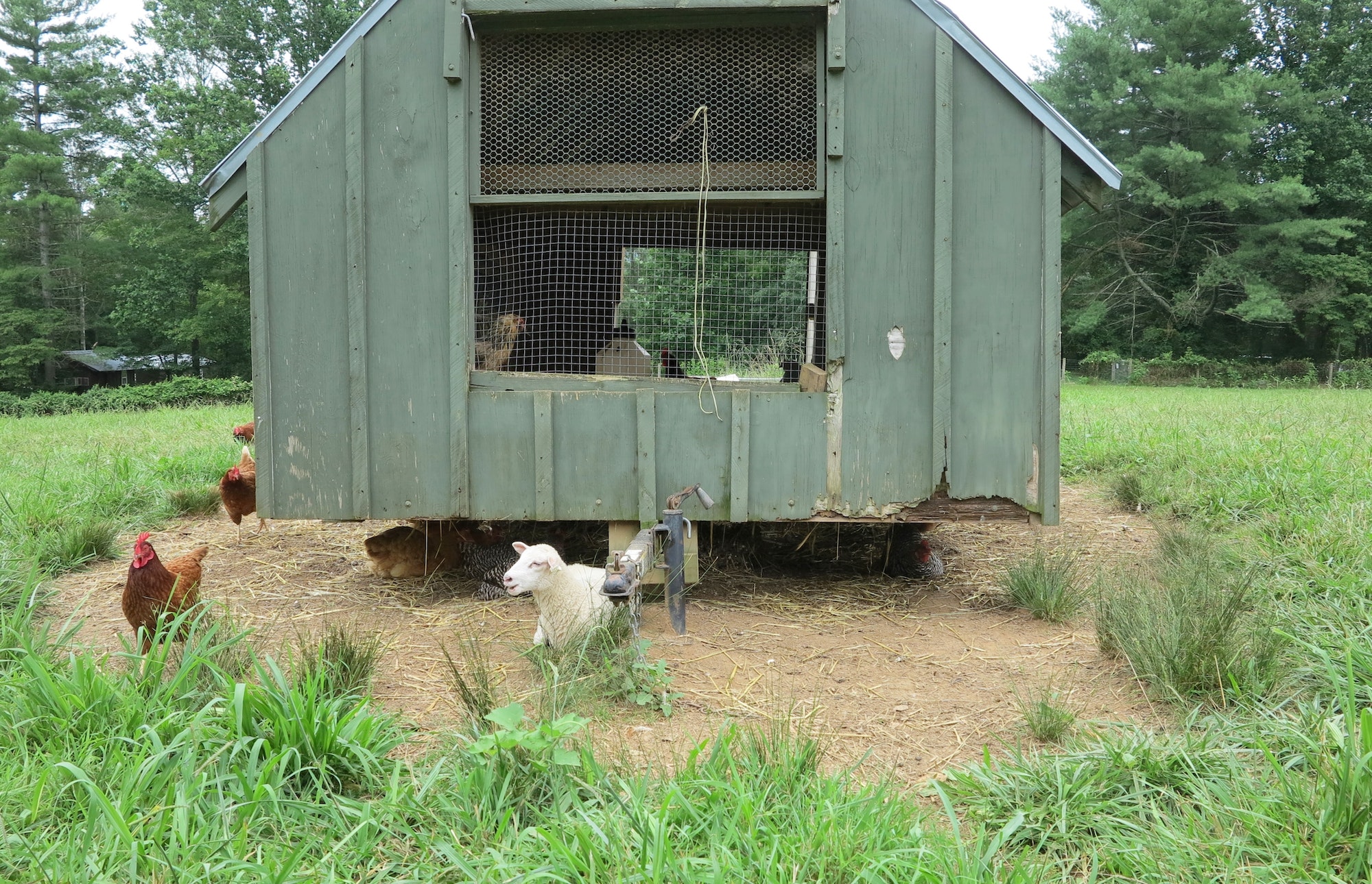 L’installation d’une volière extérieure pour poules